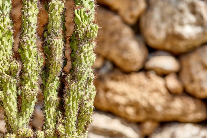 Il giardino